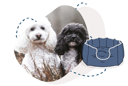 Best dog food for best sale miniature poodle