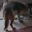 Heike