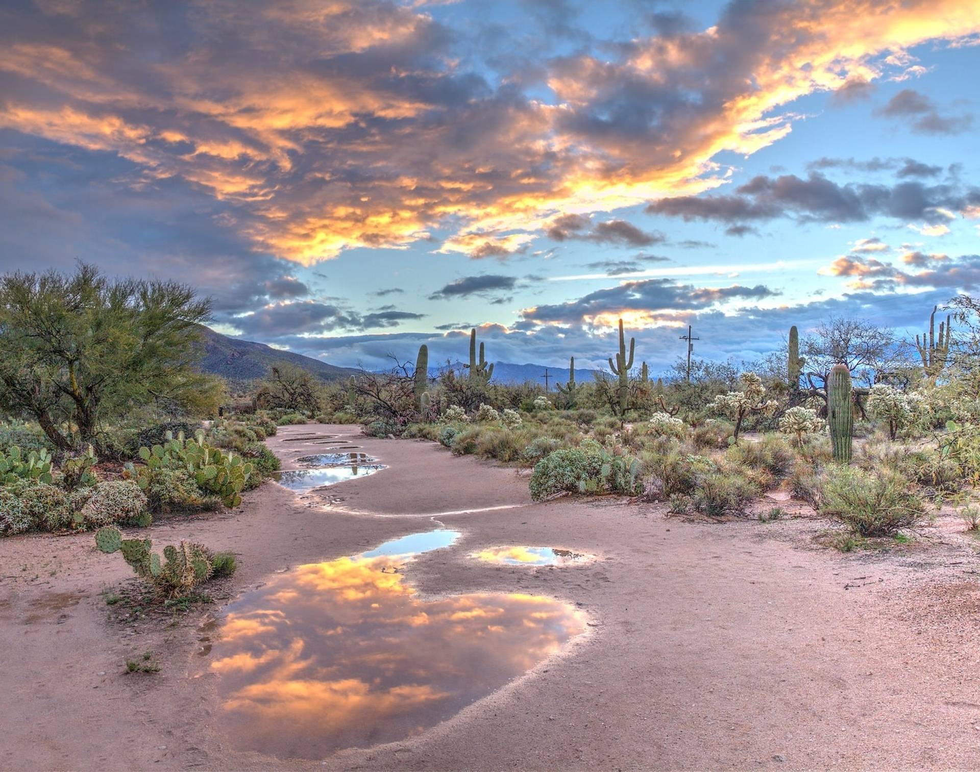 Saguaro cacti and beautiful colorful desert skyline to represent where to buy e-bikes in Arizona
