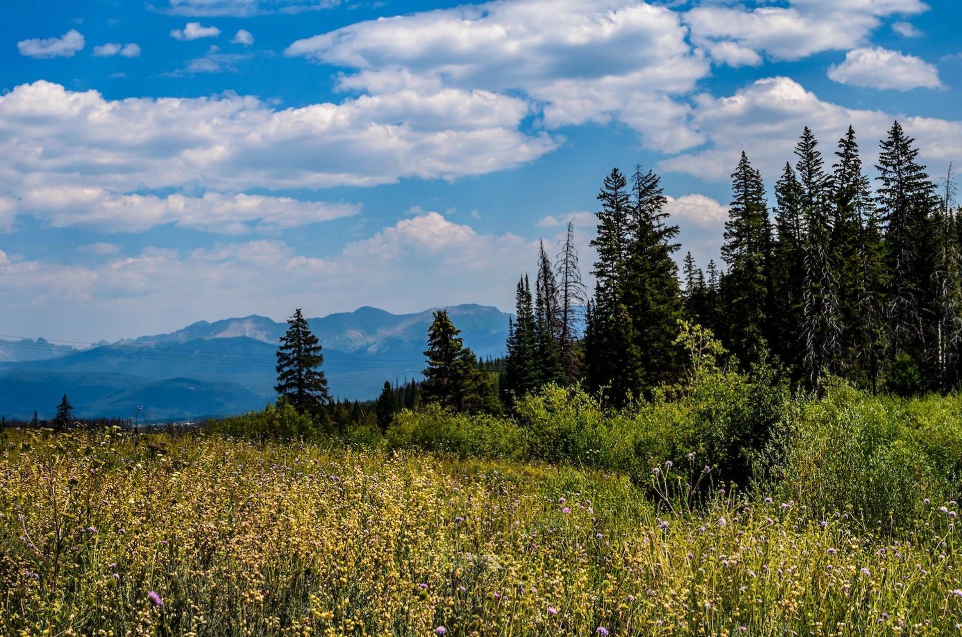 Meadow, evergreen trees and the Rocky Mountains in the distance to represent where to buy e-bikes in Colorado