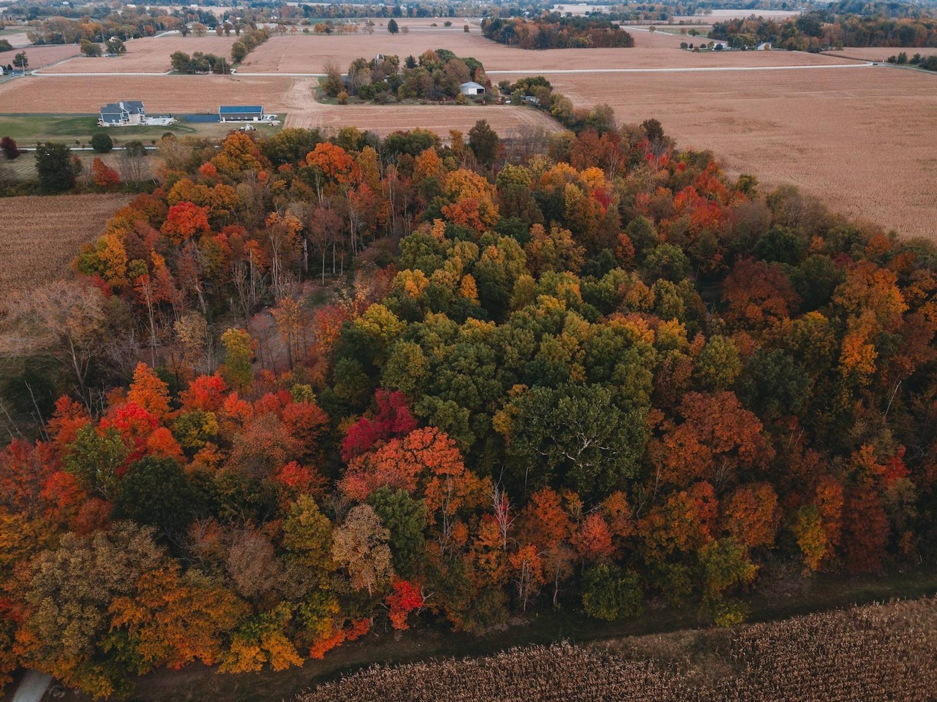 Aerial view of fall foliage to represent where to buy e-bikes in Indiana