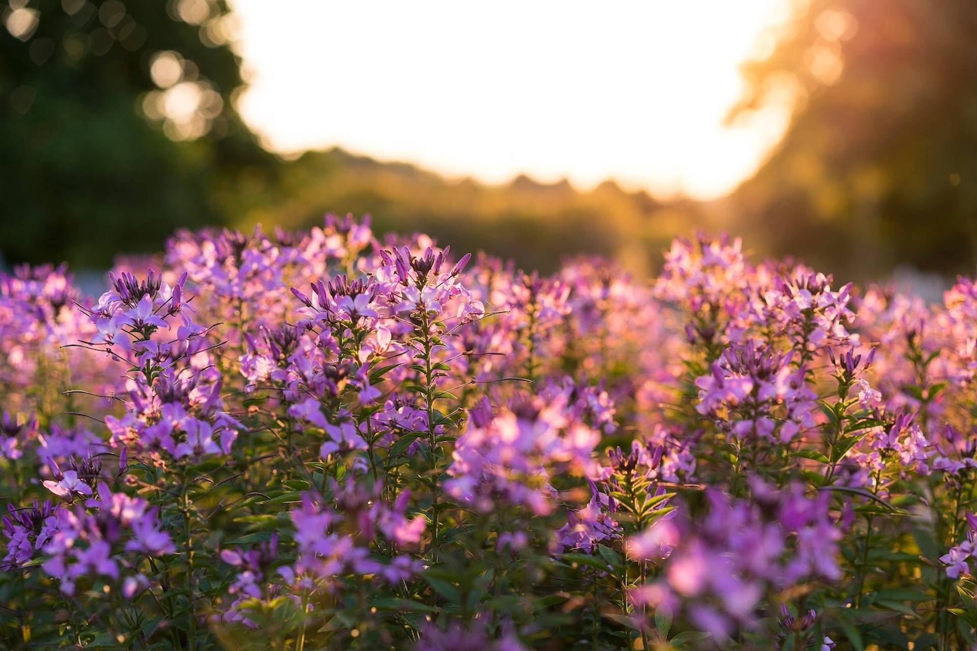 Purple flowers at the university arboretum to represent where to buy e-bikes in Kentucky