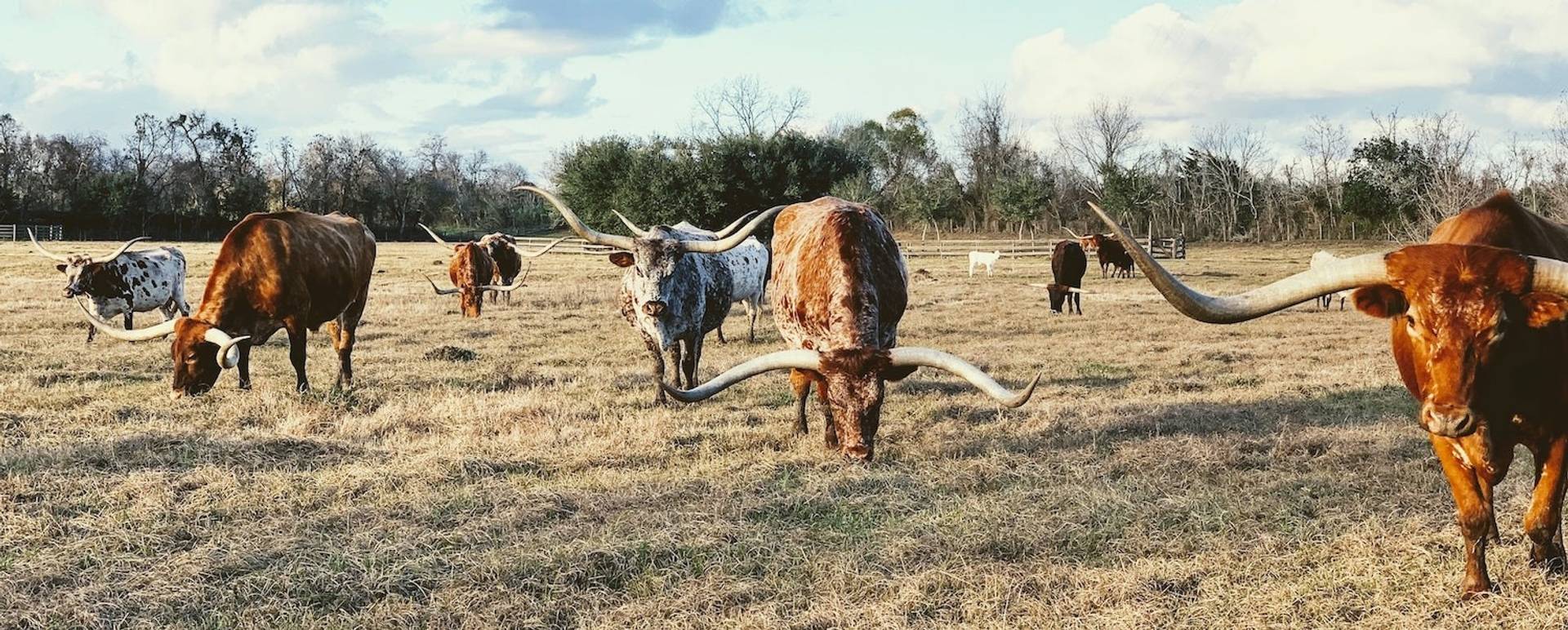 Longhorn cattle on a range to represent where to buy e-bikes in Texas