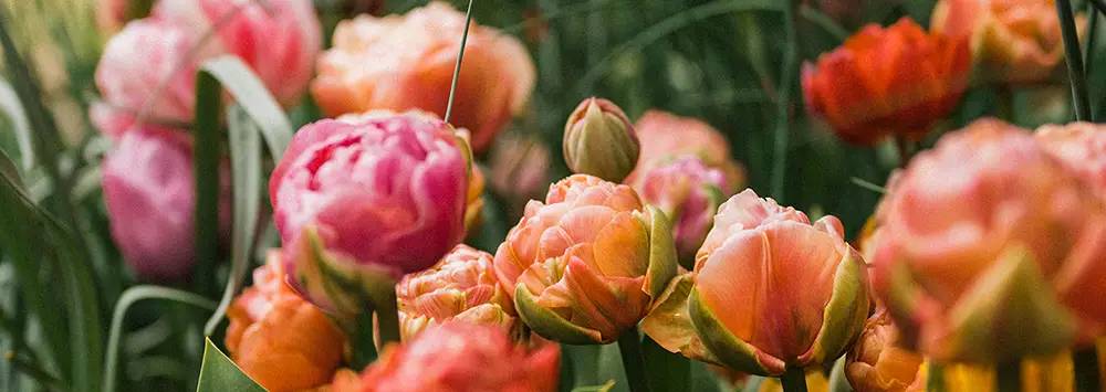 Variety of flowers in bloom