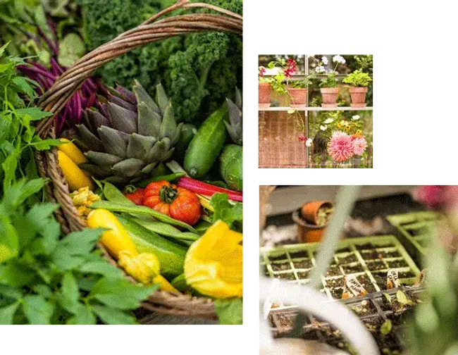 A collection of images showing freshly grown produce