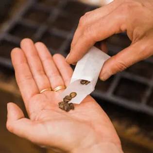 assortment of seeds ready to be sown