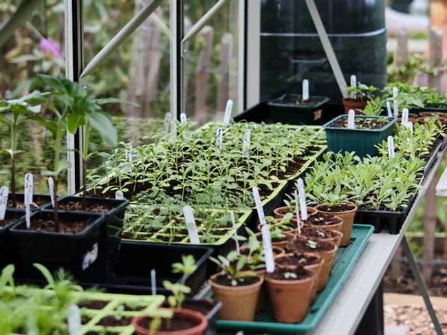 large collection of freshly sown seeds