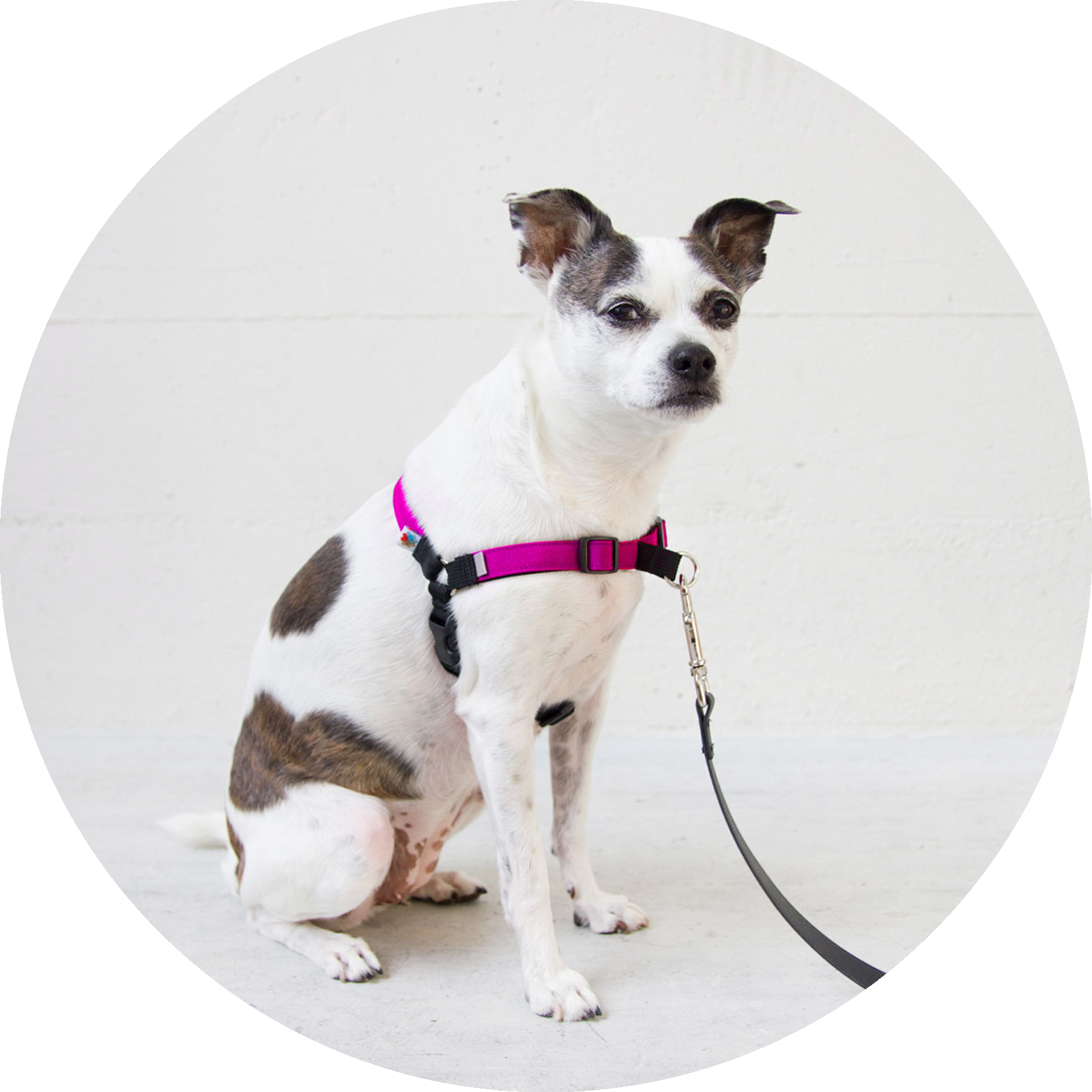 Find Gear That's Right For Your Pup