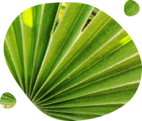 Saw Palmetto