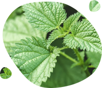 Nettle Leaf Extract