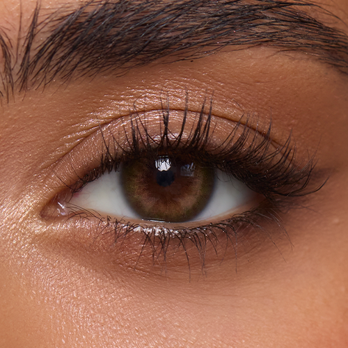 Acacia Olive (1-Day)