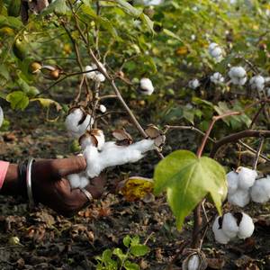 Regenerative Organic Certification Pilot Cotton