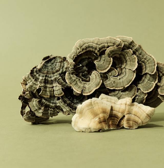 Turkey Tail