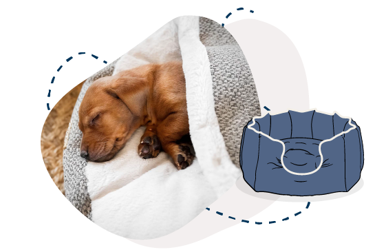 New sales puppy presents