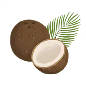Coconut