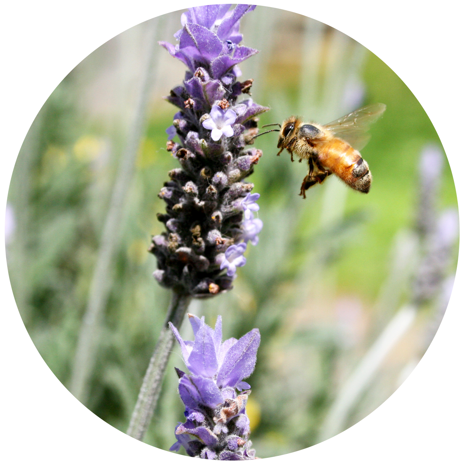 Buy Lavender & Chamomile Laundry Dryer Ball Set by ECOYA NZ online