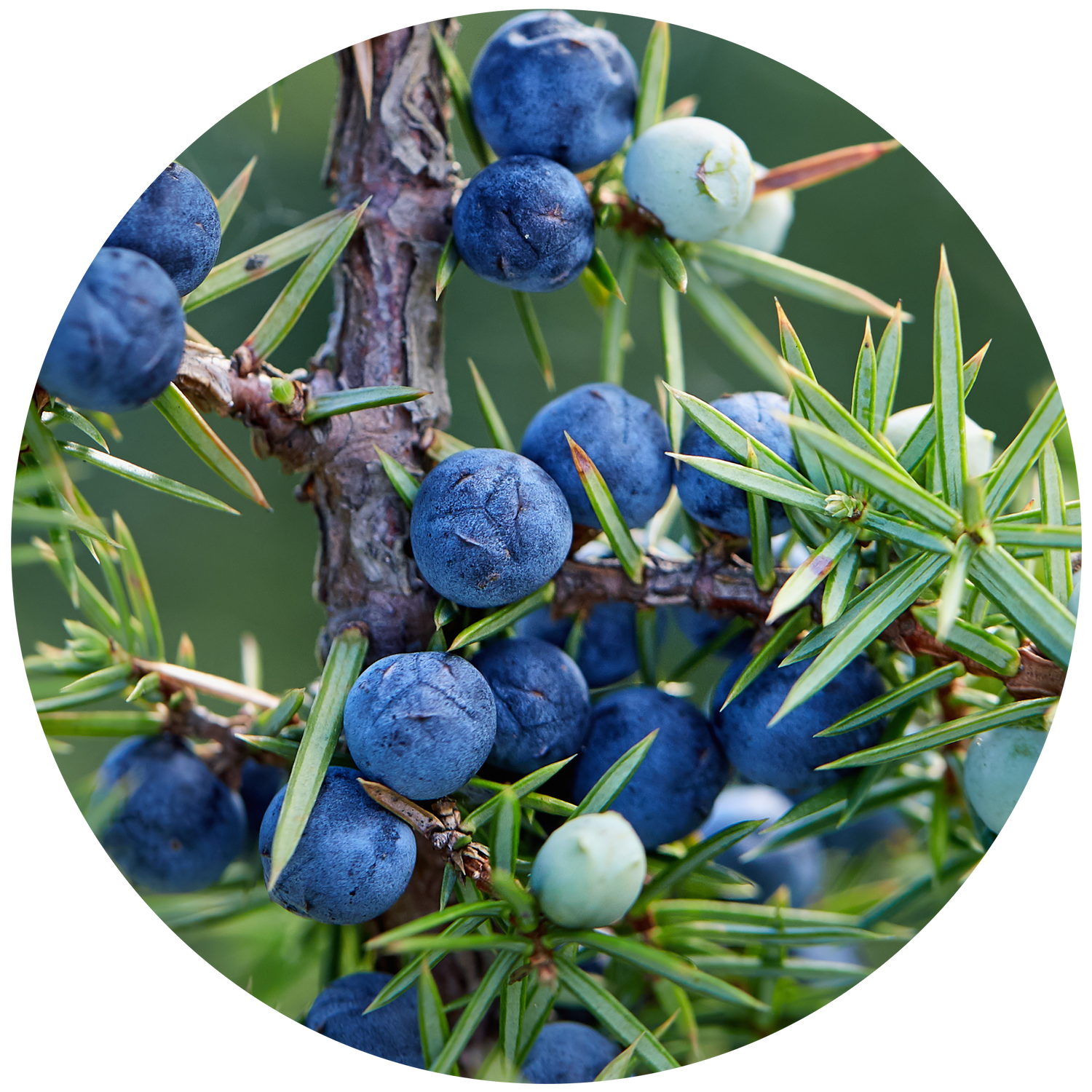 Buy Juniper Berry & Mint Maisy Candle by ECOYA NZ online ECOYA NZ