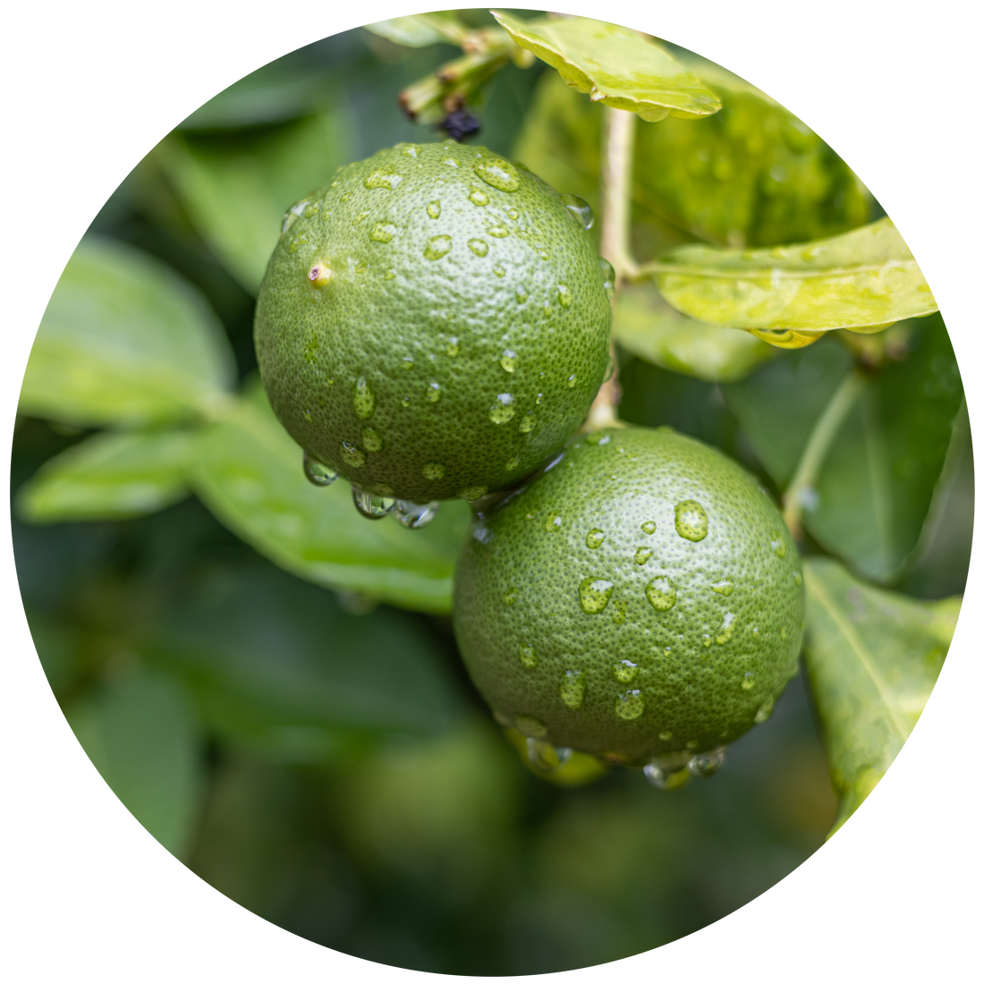 Buy Tahitian Lime & Grapefruit Fragranced Dish Liquid Refill by ECOYA