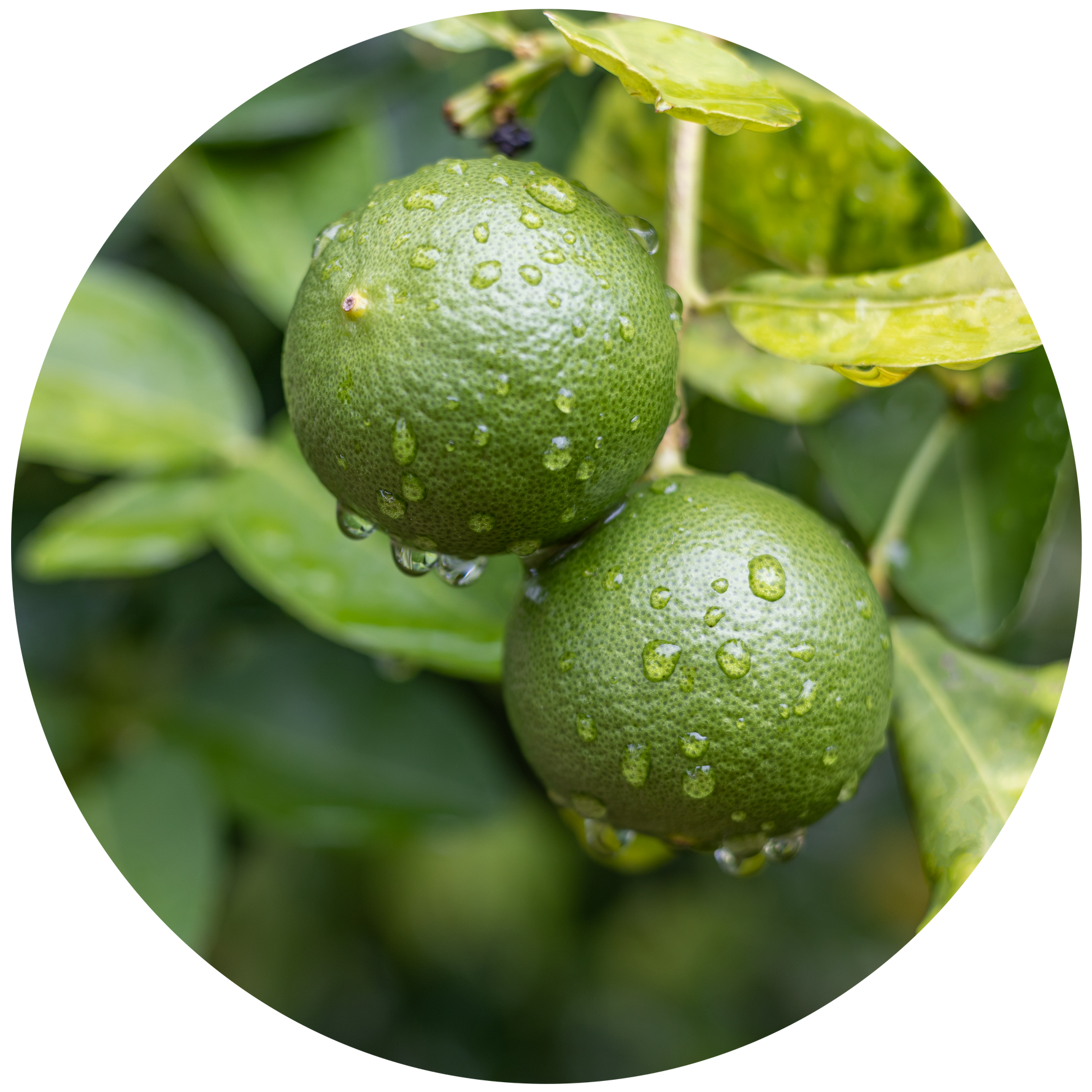 Buy Tahitian Lime & Grapefruit Fragranced Dish Liquid Refill by ECOYA