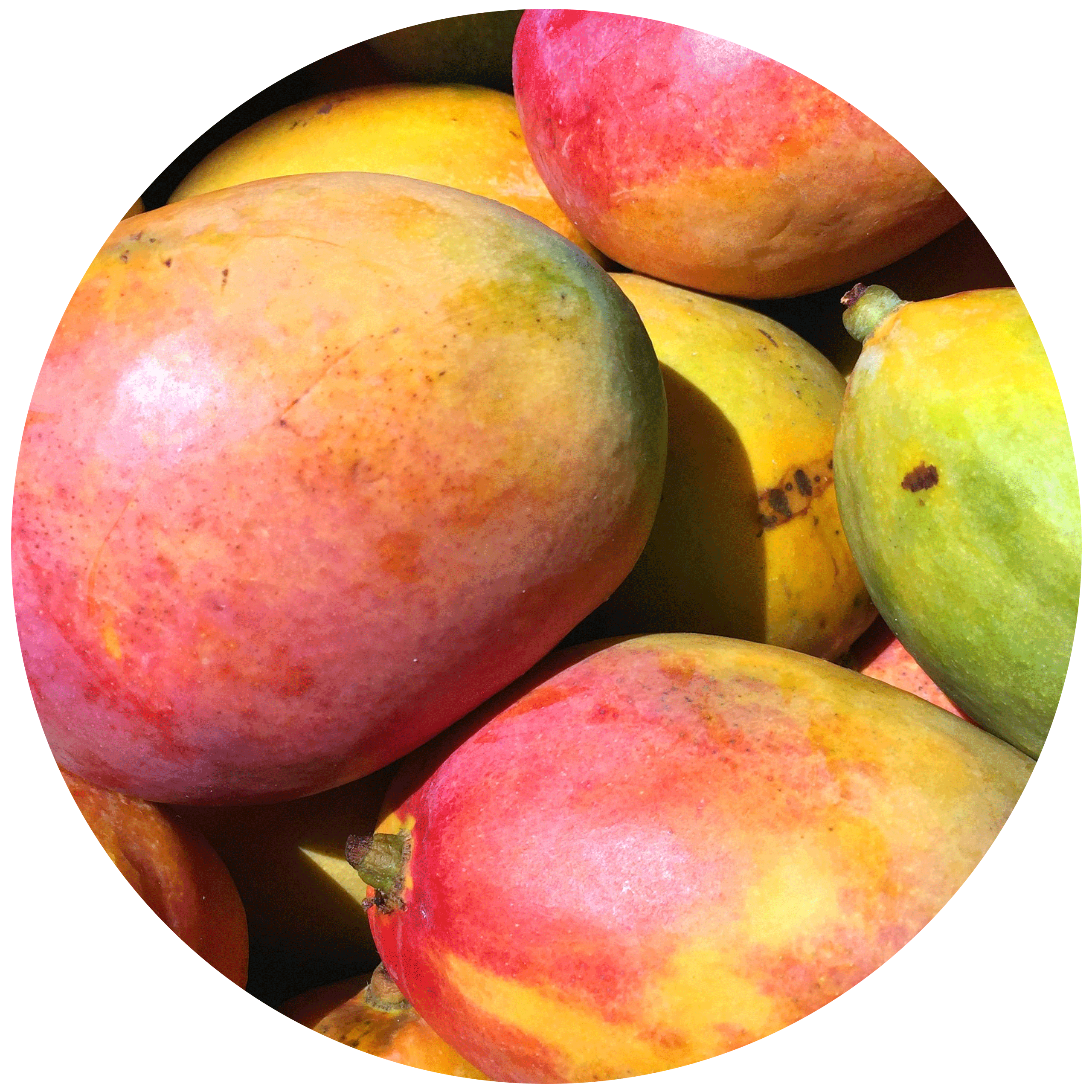 Buy Mandarin Gin Mini Reed Diffuser by ECOYA New Zealand Trade Portal