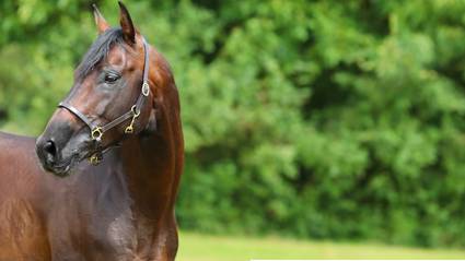 Category Banner-Head collars and lead reins- Desktop