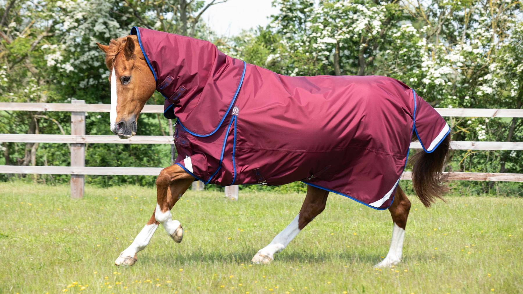 Horse wearing a Premier Equine turnout rug in the field