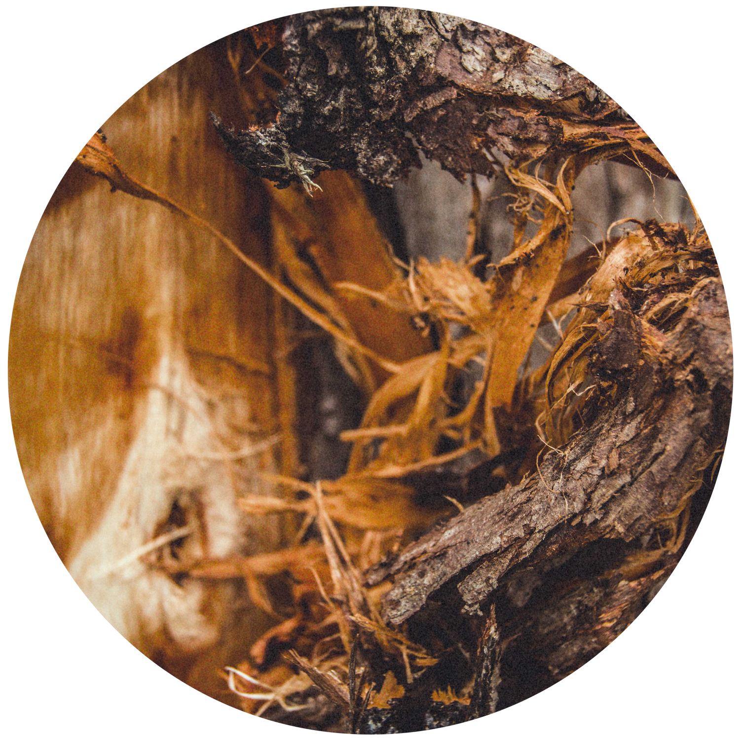 Buy Grand Celebration Candle by Ecoya online ECOYA Australia