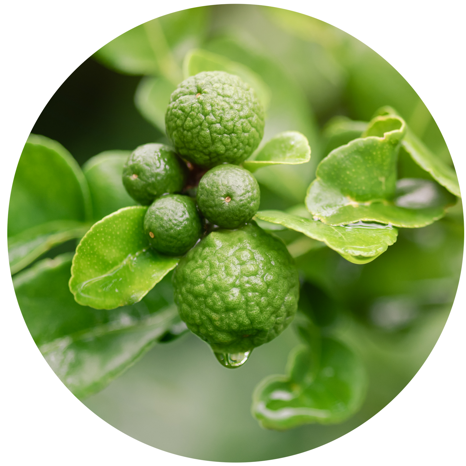 Buy Celebration Room Spray by Ecoya online ECOYA Australia