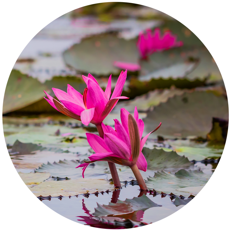 Ecoya Madison Candle - Lotus Flower