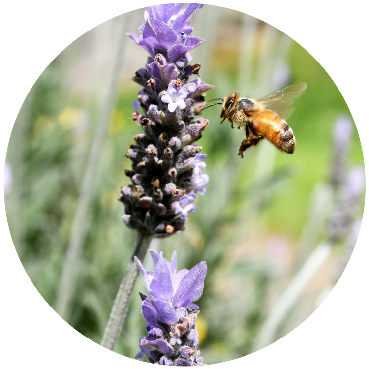 Buy Lavender & Chamomile Ceramic Stone by ECOYA New Zealand Trade