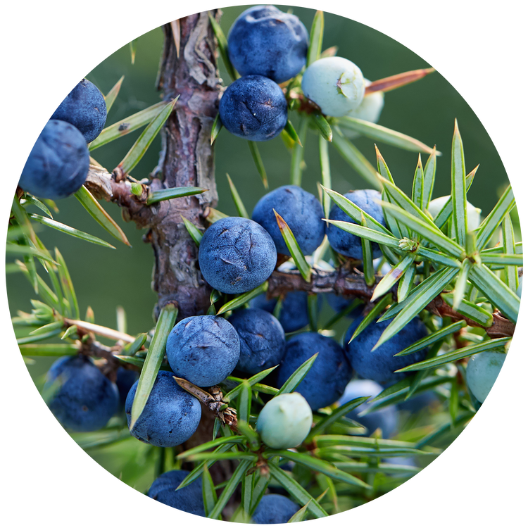 Buy Juniper Berry & Mint Fragranced Surface Spray by ECOYA NZ online