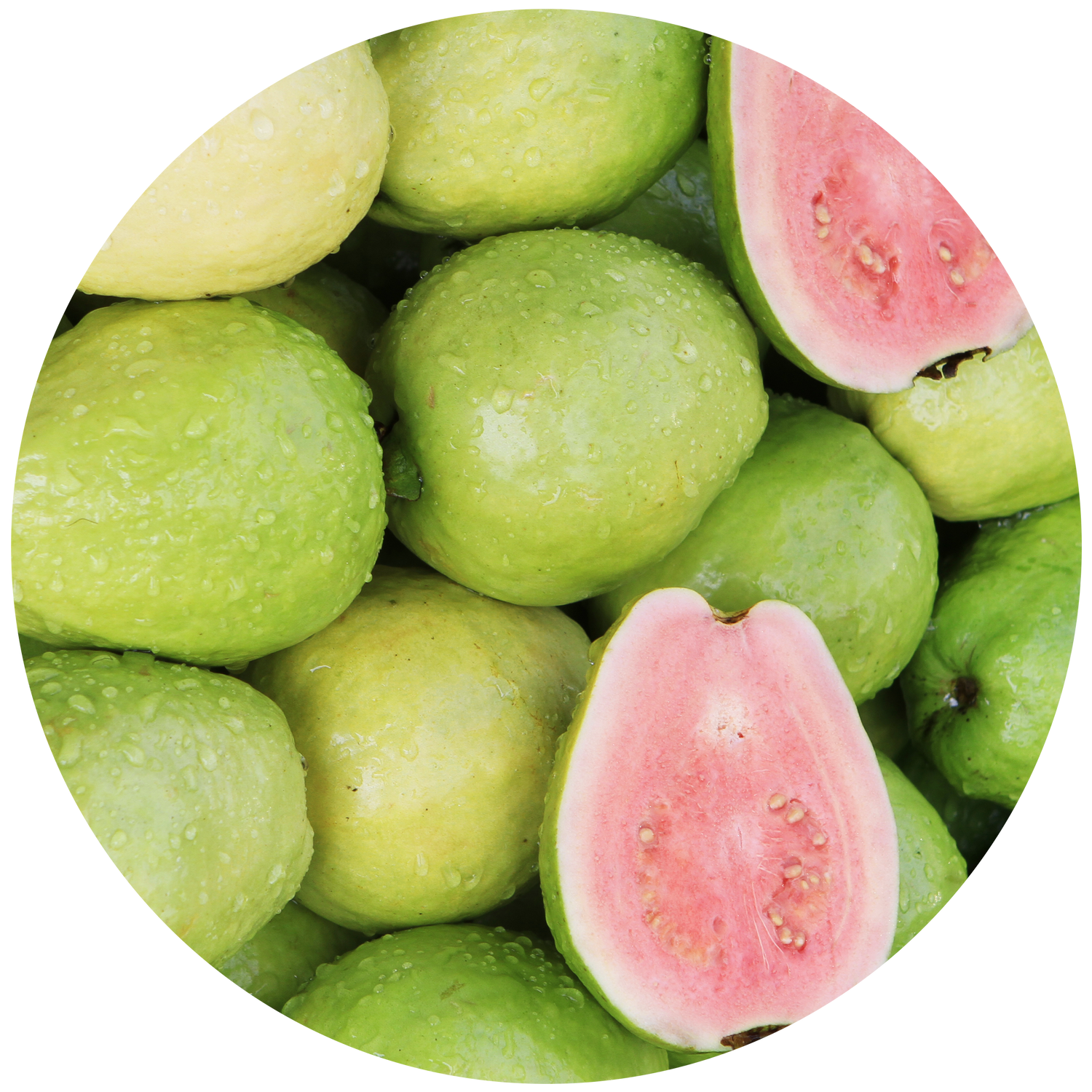 Buy Guava & Lychee Sorbet Madison Candle by Ecoya online ECOYA Australia