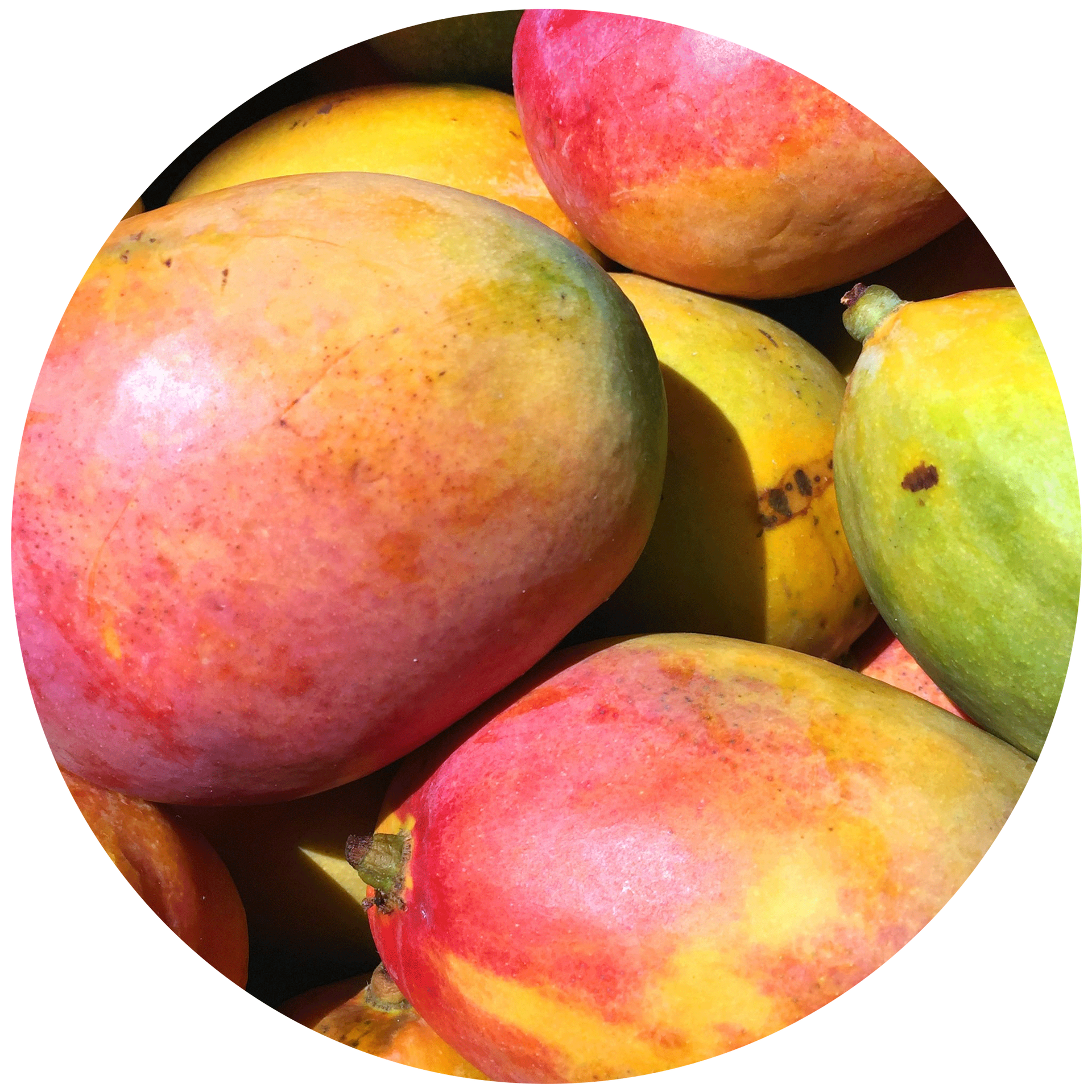 Mango