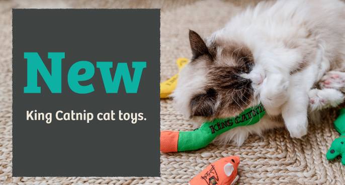 Cat Toys