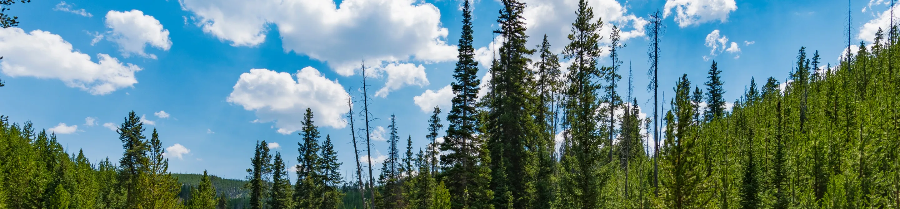Plant a Tree in Honor or Memory