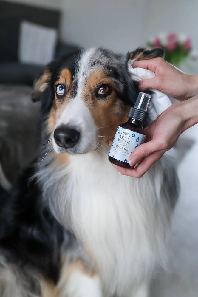 BellyDog™ Problem-Solving Products for Dogs