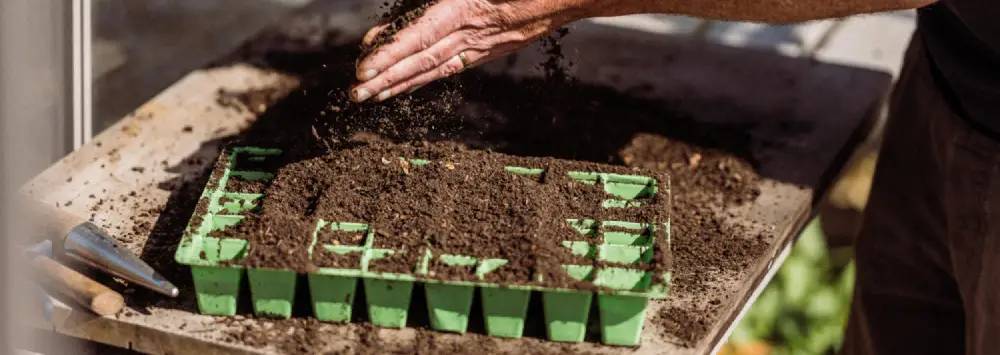 adding soil to seed trays