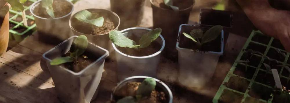 Selection of potted plants through greenhouse glass