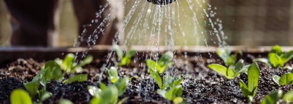 Watering bedding plants