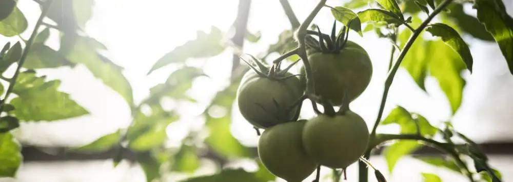 Tomatoes growing in a greenhouse