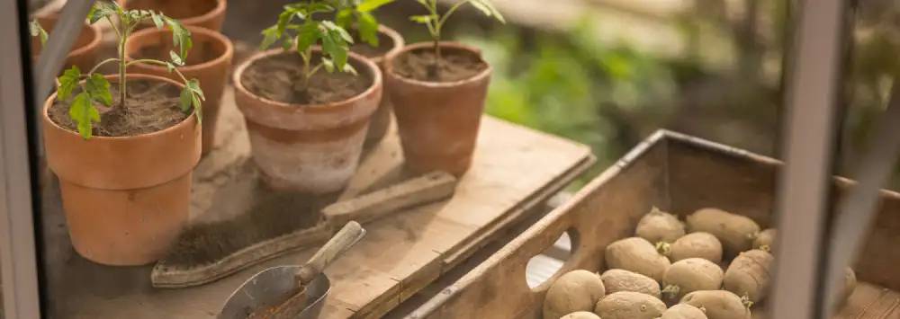 Assortment of gardening equipment inside greenhouse