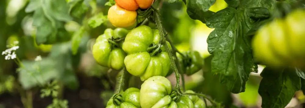 Peppers on the vine