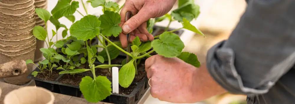 Man taking seedlings out of seed tray