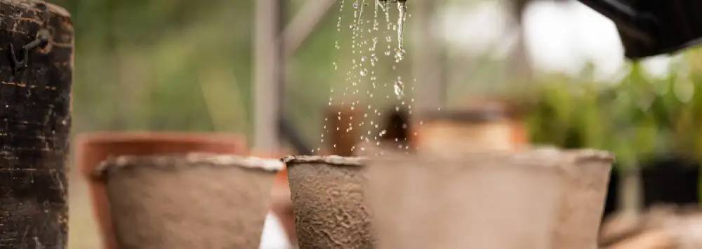 Watering pots with a watering can