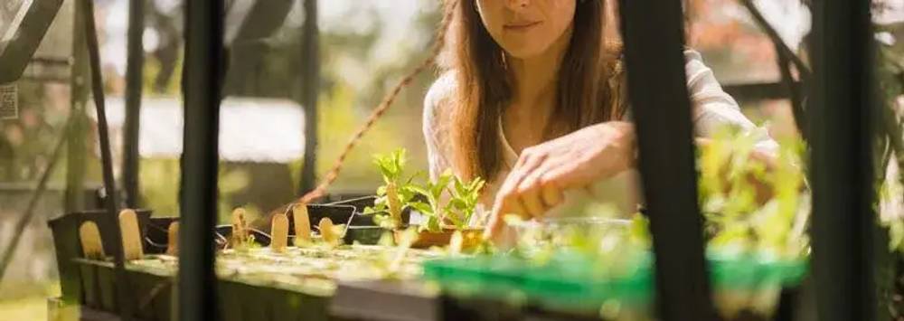 Lady inspecting her seedlings