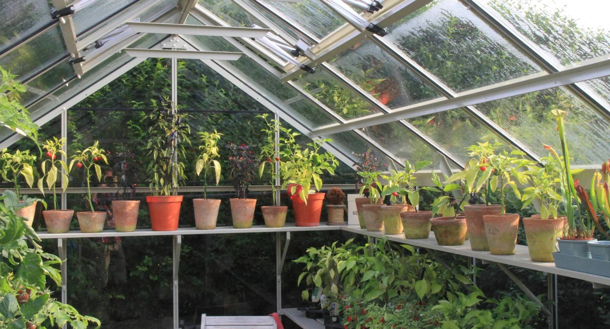 Shelves & Seedracks Rhino Greenhouses Direct