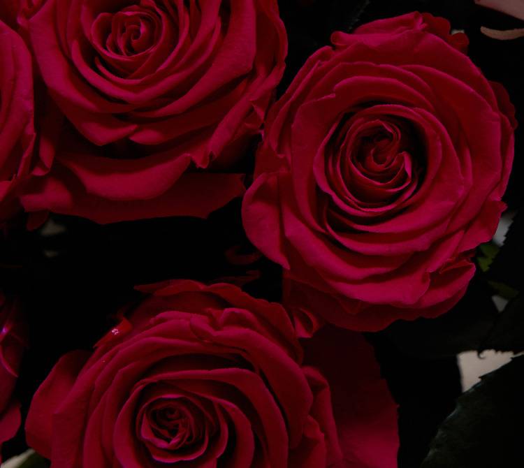 Eternity Rose Arrangements - Preserved Roses - Venus et Fleur