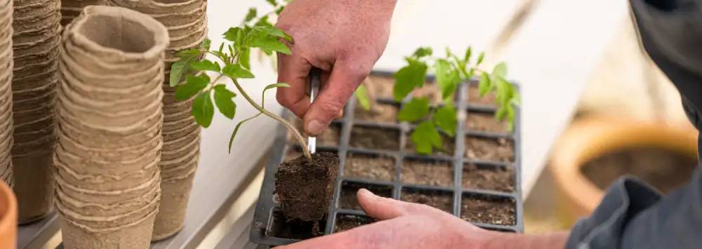 Removing seedlings from seed tray