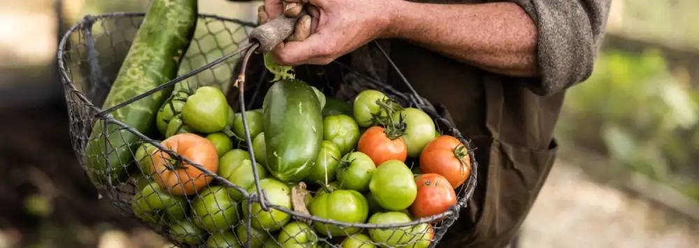 A basket full of freshly picked fruit and veg