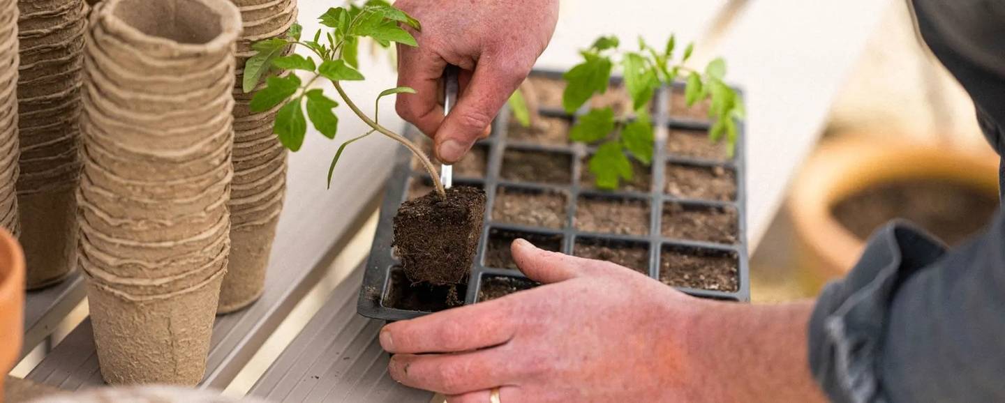 Tending to your seedlings